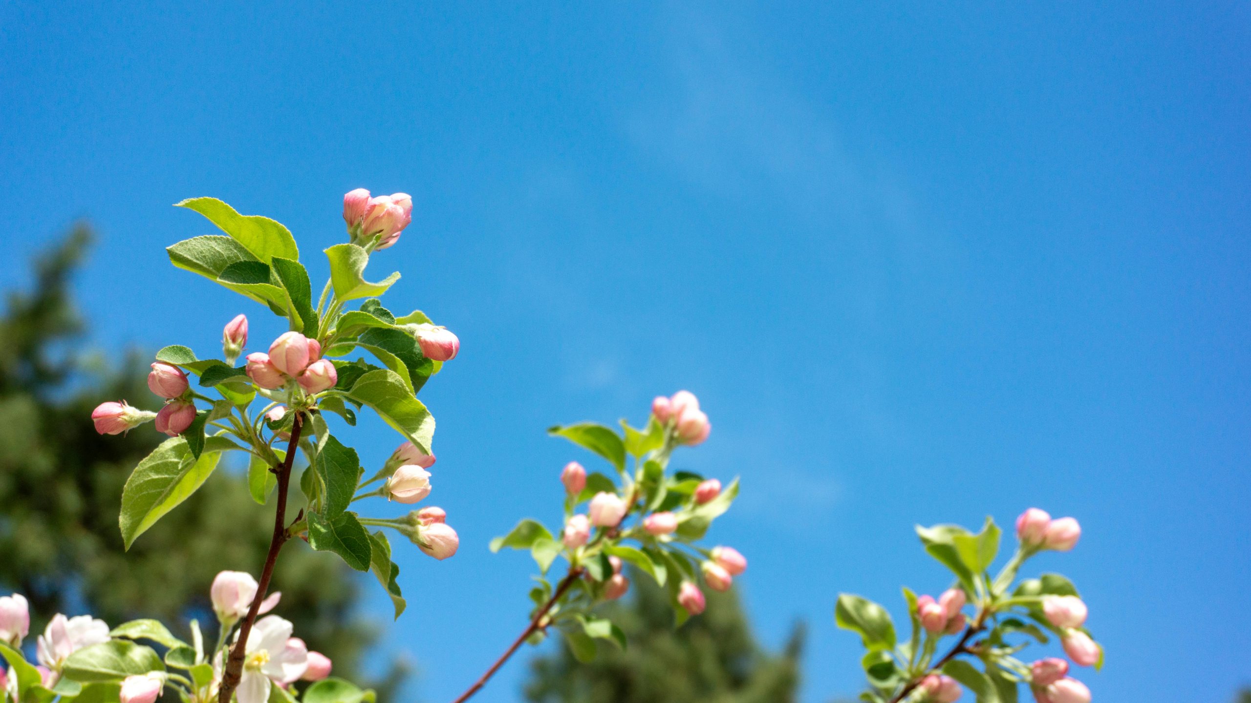 Spring apple blossoms with a blue sky.