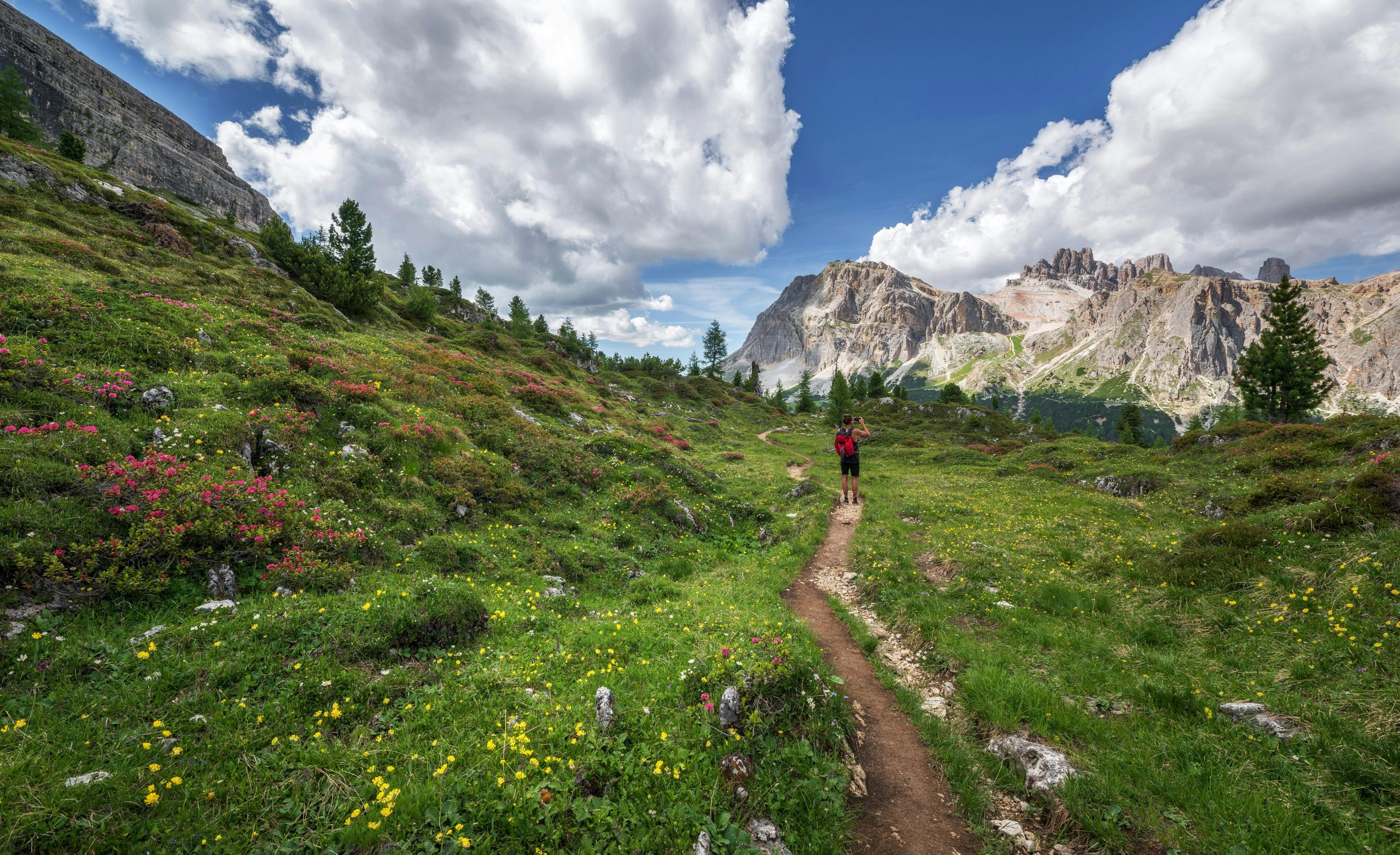 Hiking trail in the upper alpine mountains, moving through spring flowers.