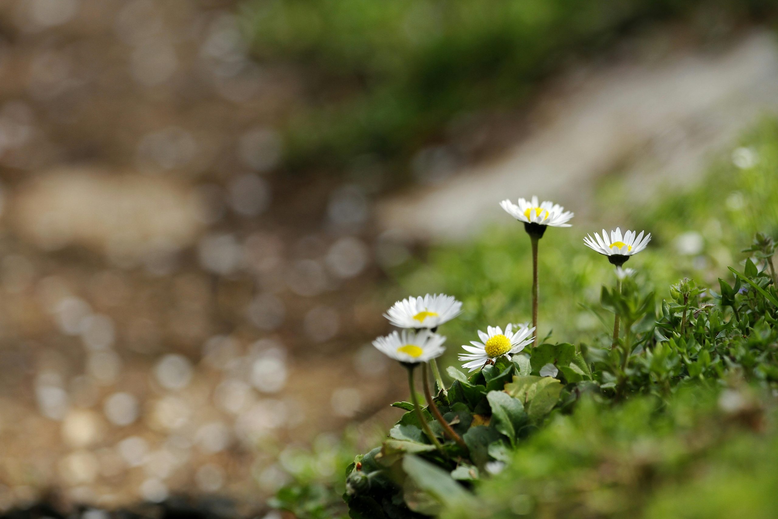 Chamomile flowers growing, close up. 